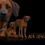 Air Jordan Collage_aufgeh